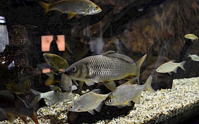 Posjeta gradu Vukovaru 24.09-25.09.2022