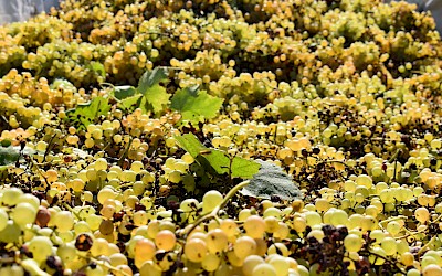 HKD Velenje & Vinarija Povratak & HKUD "Naša baština" Globarica, Žepče, dana 20.09-22.09.2024